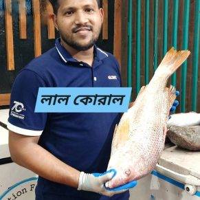 Red snapper (লাল কোরাল)